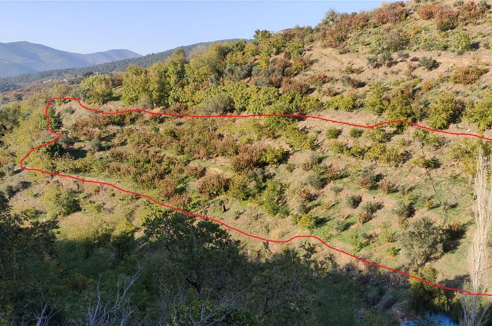 BAYINDIR BALCILARDA 6 DÖNÜM KİRAZ VE MEYVE BAHÇESİ