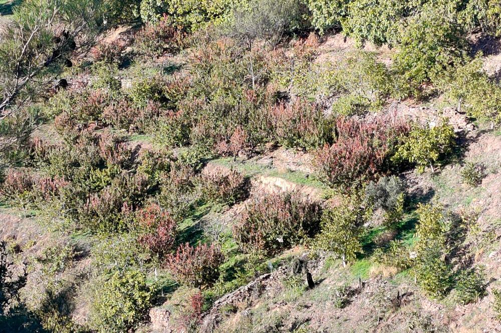 BAYINDIR BALCILARDA 6 DÖNÜM KİRAZ VE MEYVE BAHÇESİ