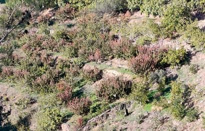 BAYINDIR BALCILARDA 6 DÖNÜM KİRAZ VE MEYVE BAHÇESİ