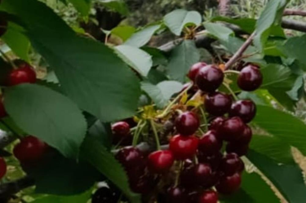 BAYINDIR BALCILARDA 6 DÖNÜM KİRAZ VE MEYVE BAHÇESİ