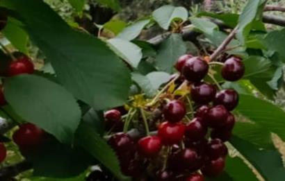 BAYINDIR BALCILARDA 6 DÖNÜM KİRAZ VE MEYVE BAHÇESİ