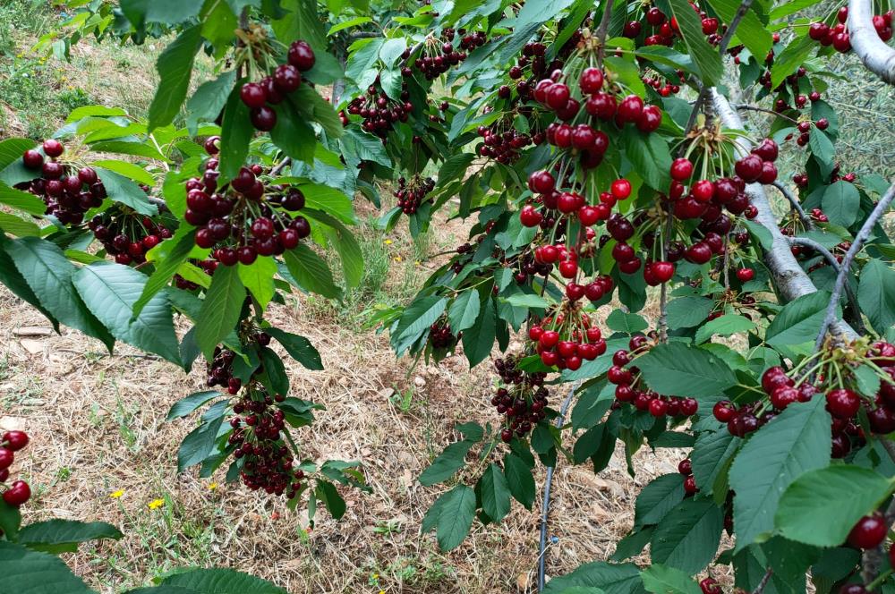 BAYINDIR BALCILARDA 6 DÖNÜM KİRAZ VE MEYVE BAHÇESİ