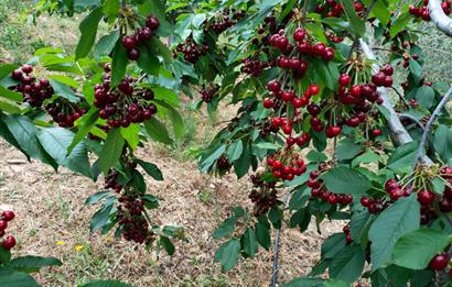 BAYINDIR BALCILARDA 6 DÖNÜM KİRAZ VE MEYVE BAHÇESİ