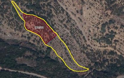 BAYINDIR BALCILARDA 6 DÖNÜM KİRAZ VE MEYVE BAHÇESİ