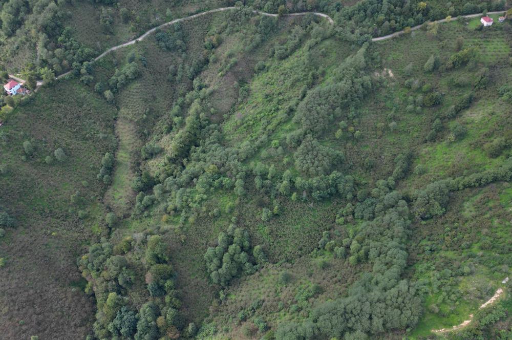 CENTURY21'DEN PERŞEMBE ÇAYTEPE'DE FINDIK BAHÇESİ