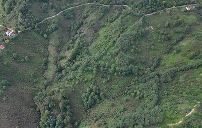 CENTURY21'DEN PERŞEMBE ÇAYTEPE'DE FINDIK BAHÇESİ