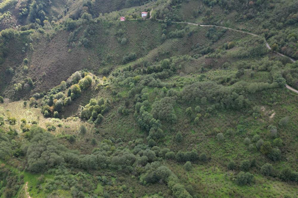 CENTURY21'DEN PERŞEMBE ÇAYTEPE'DE FINDIK BAHÇESİ