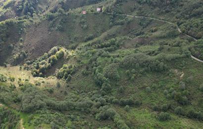 CENTURY21'DEN PERŞEMBE ÇAYTEPE'DE FINDIK BAHÇESİ