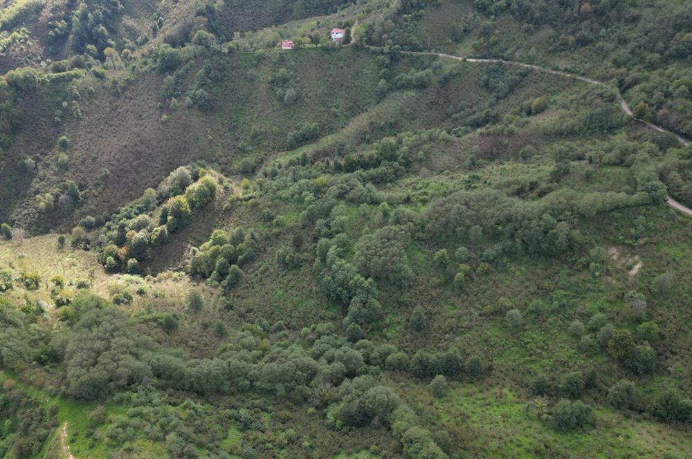 CENTURY21'DEN PERŞEMBE ÇAYTEPE'DE FINDIK BAHÇESİ