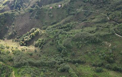 CENTURY21'DEN PERŞEMBE ÇAYTEPE'DE FINDIK BAHÇESİ