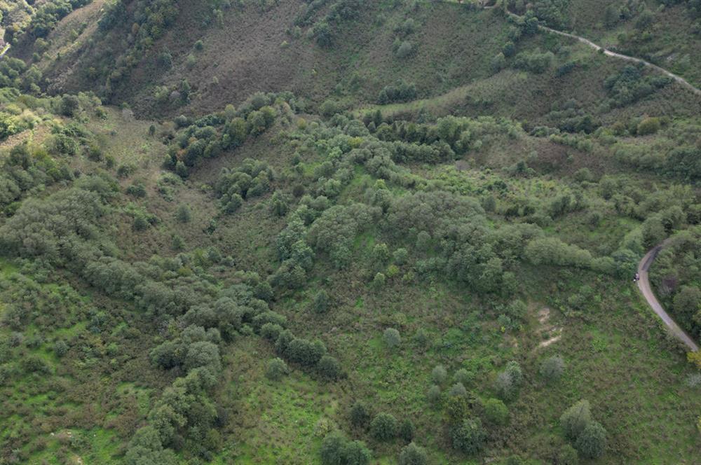 CENTURY21'DEN PERŞEMBE ÇAYTEPE'DE FINDIK BAHÇESİ