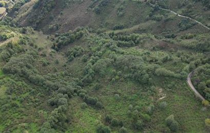 CENTURY21'DEN PERŞEMBE ÇAYTEPE'DE FINDIK BAHÇESİ