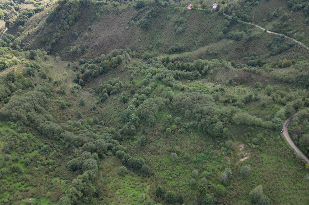 CENTURY21'DEN PERŞEMBE ÇAYTEPE'DE FINDIK BAHÇESİ