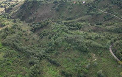 CENTURY21'DEN PERŞEMBE ÇAYTEPE'DE FINDIK BAHÇESİ