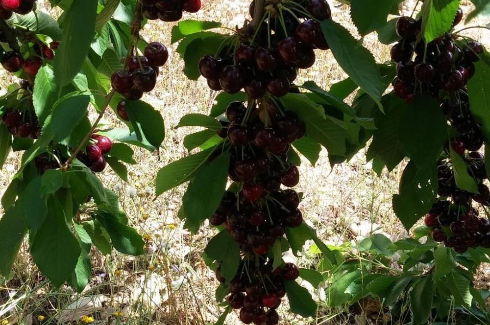 BAYINDIR BALCILARDA 6 DÖNÜM KİRAZ VE MEYVE BAHÇESİ