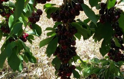 BAYINDIR BALCILARDA 6 DÖNÜM KİRAZ VE MEYVE BAHÇESİ