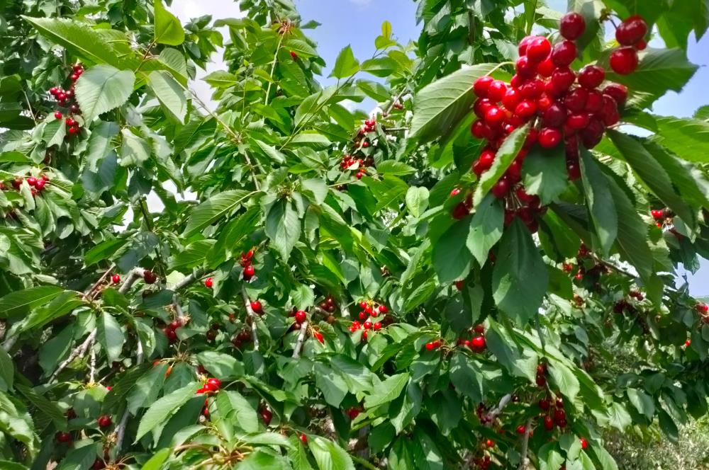 BAYINDIR BALCILARDA 6 DÖNÜM KİRAZ VE MEYVE BAHÇESİ