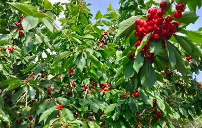 BAYINDIR BALCILARDA 6 DÖNÜM KİRAZ VE MEYVE BAHÇESİ