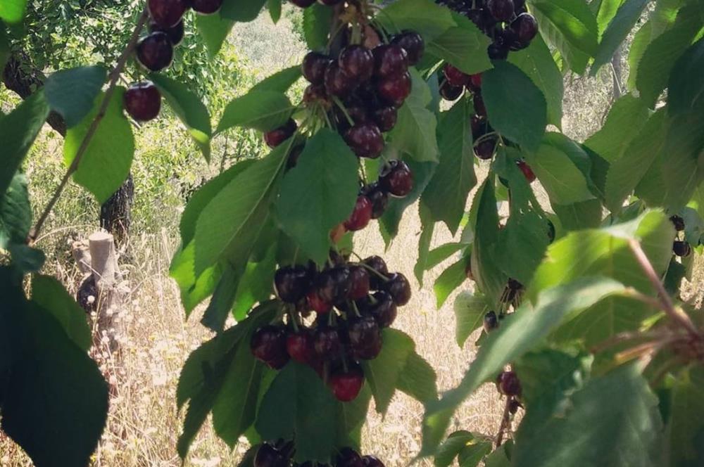 BAYINDIR BALCILARDA 6 DÖNÜM KİRAZ VE MEYVE BAHÇESİ