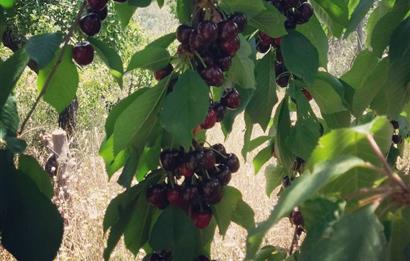 BAYINDIR BALCILARDA 6 DÖNÜM KİRAZ VE MEYVE BAHÇESİ