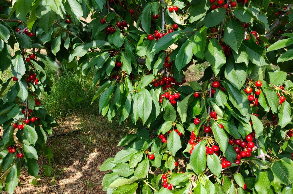 BAYINDIR BALCILARDA 6 DÖNÜM KİRAZ VE MEYVE BAHÇESİ