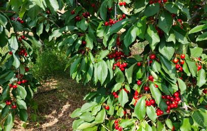 BAYINDIR BALCILARDA 6 DÖNÜM KİRAZ VE MEYVE BAHÇESİ