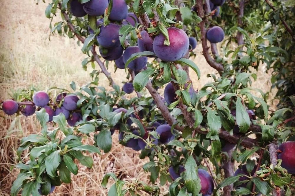 BAYINDIR BALCILARDA 6 DÖNÜM KİRAZ VE MEYVE BAHÇESİ