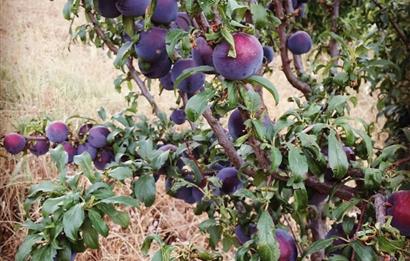 BAYINDIR BALCILARDA 6 DÖNÜM KİRAZ VE MEYVE BAHÇESİ