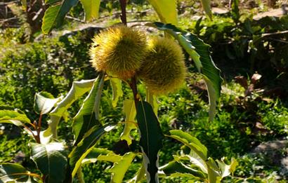 BAYINDIR BALCILARDA 6 DÖNÜM KİRAZ VE MEYVE BAHÇESİ