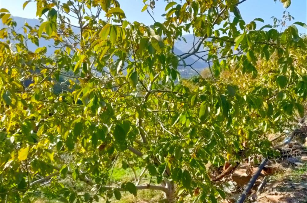 BAYINDIR BALCILARDA 6 DÖNÜM KİRAZ VE MEYVE BAHÇESİ