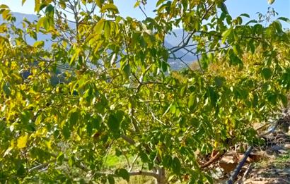 BAYINDIR BALCILARDA 6 DÖNÜM KİRAZ VE MEYVE BAHÇESİ