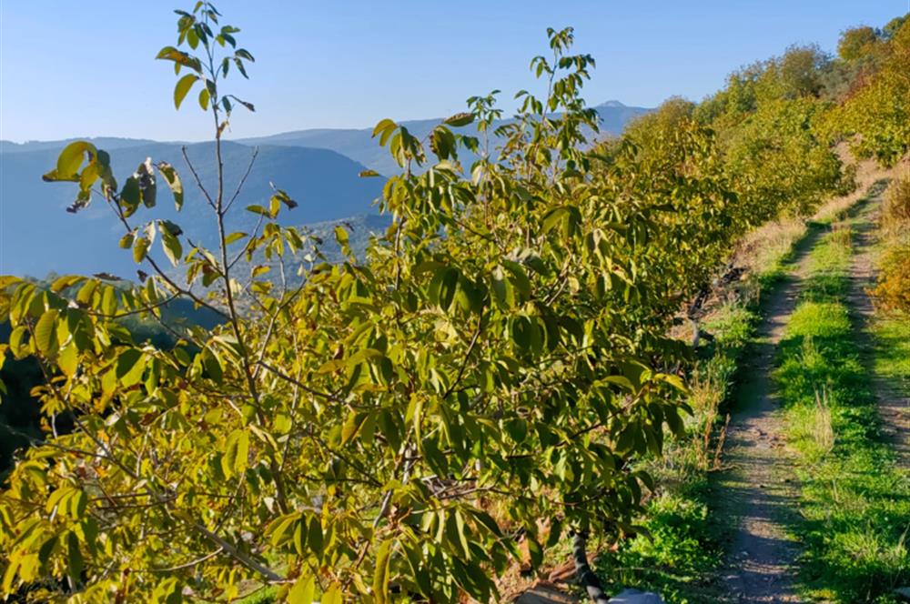 BAYINDIR BALCILARDA 6 DÖNÜM KİRAZ VE MEYVE BAHÇESİ