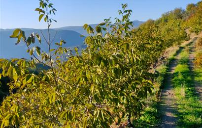 BAYINDIR BALCILARDA 6 DÖNÜM KİRAZ VE MEYVE BAHÇESİ