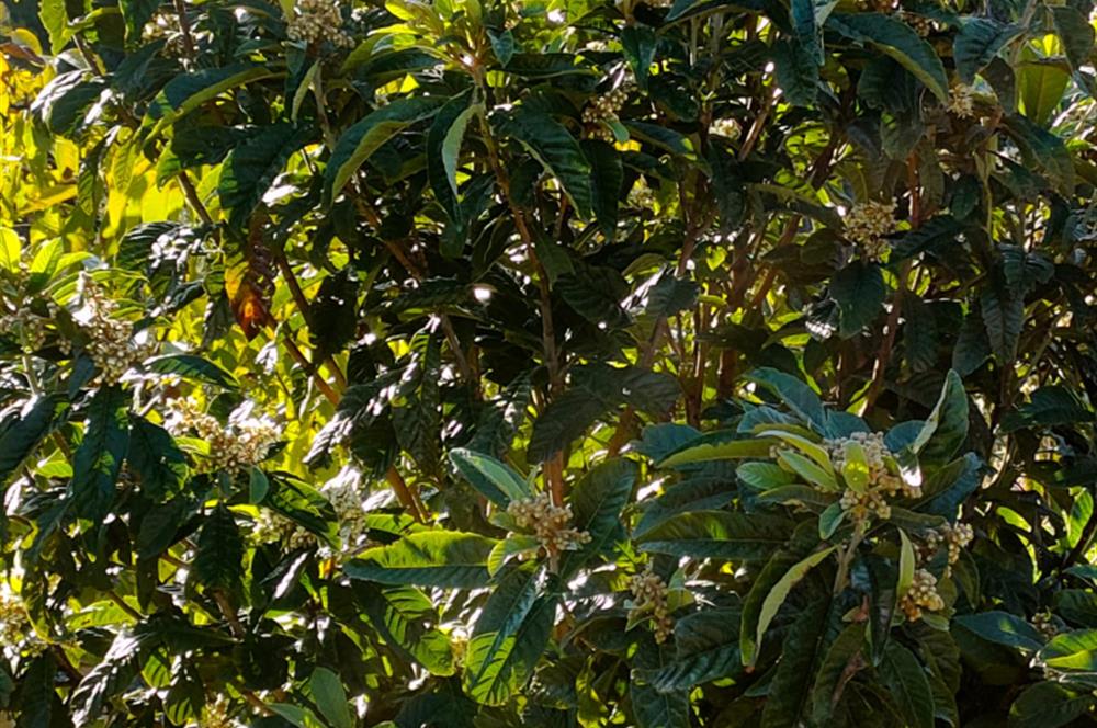 BAYINDIR BALCILARDA 6 DÖNÜM KİRAZ VE MEYVE BAHÇESİ