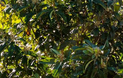 BAYINDIR BALCILARDA 6 DÖNÜM KİRAZ VE MEYVE BAHÇESİ