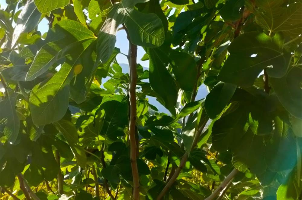 BAYINDIR BALCILARDA 6 DÖNÜM KİRAZ VE MEYVE BAHÇESİ