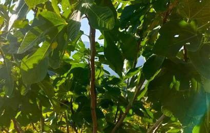 BAYINDIR BALCILARDA 6 DÖNÜM KİRAZ VE MEYVE BAHÇESİ