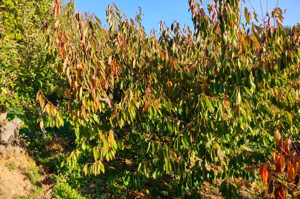 BAYINDIR BALCILARDA 6 DÖNÜM KİRAZ VE MEYVE BAHÇESİ