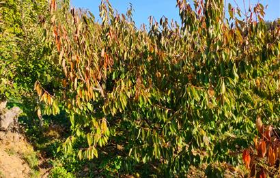 BAYINDIR BALCILARDA 6 DÖNÜM KİRAZ VE MEYVE BAHÇESİ