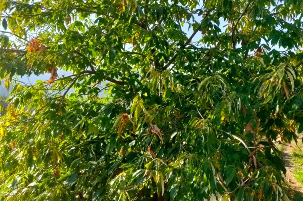 BAYINDIR BALCILARDA 6 DÖNÜM KİRAZ VE MEYVE BAHÇESİ