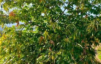 BAYINDIR BALCILARDA 6 DÖNÜM KİRAZ VE MEYVE BAHÇESİ