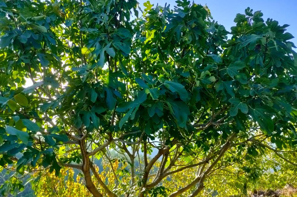 BAYINDIR BALCILARDA 6 DÖNÜM KİRAZ VE MEYVE BAHÇESİ