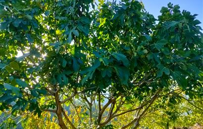 BAYINDIR BALCILARDA 6 DÖNÜM KİRAZ VE MEYVE BAHÇESİ