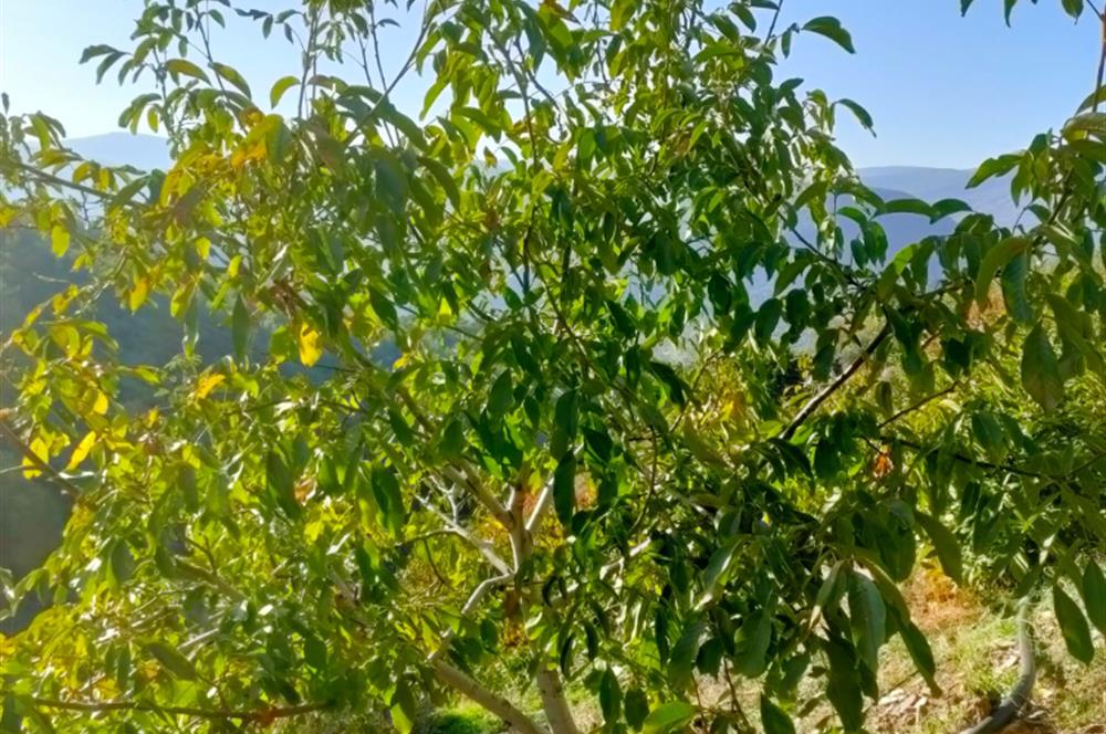 BAYINDIR BALCILARDA 6 DÖNÜM KİRAZ VE MEYVE BAHÇESİ