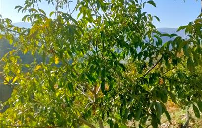 BAYINDIR BALCILARDA 6 DÖNÜM KİRAZ VE MEYVE BAHÇESİ