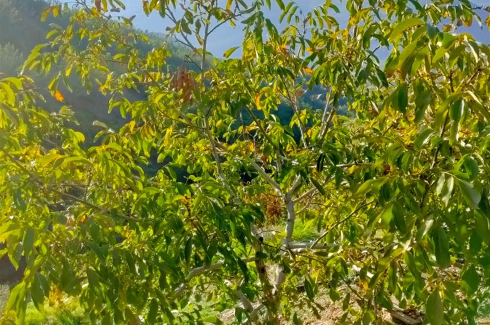 BAYINDIR BALCILARDA 6 DÖNÜM KİRAZ VE MEYVE BAHÇESİ