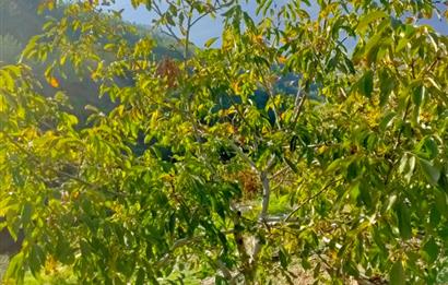 BAYINDIR BALCILARDA 6 DÖNÜM KİRAZ VE MEYVE BAHÇESİ