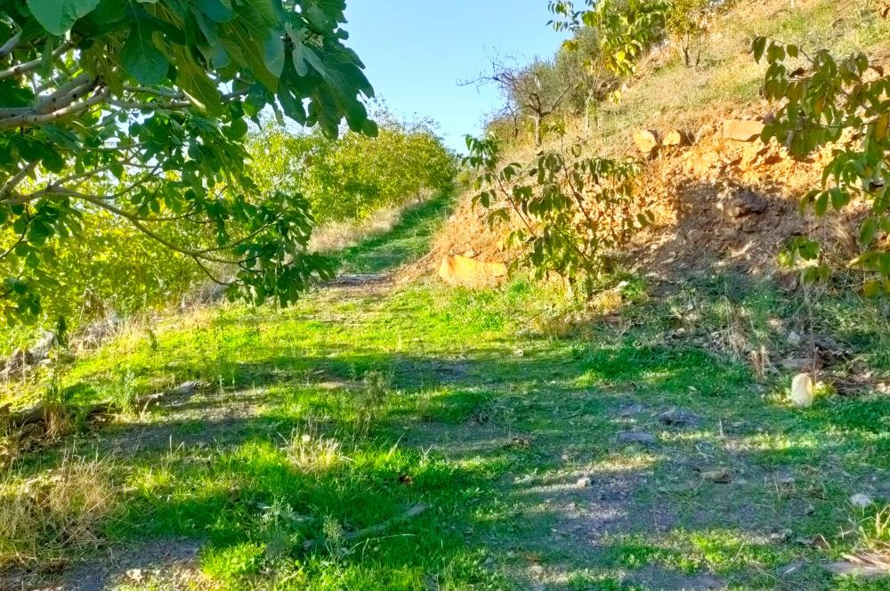 BAYINDIR BALCILARDA 6 DÖNÜM KİRAZ VE MEYVE BAHÇESİ