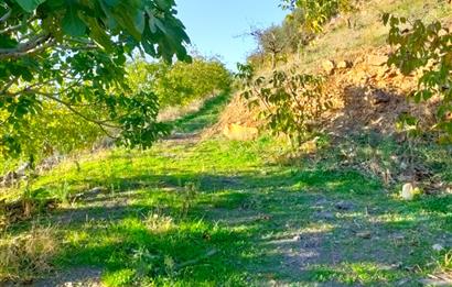 BAYINDIR BALCILARDA 6 DÖNÜM KİRAZ VE MEYVE BAHÇESİ