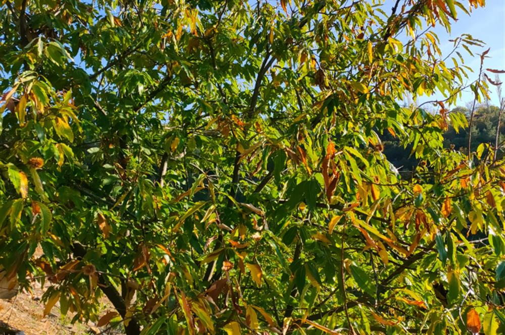 BAYINDIR BALCILARDA 6 DÖNÜM KİRAZ VE MEYVE BAHÇESİ